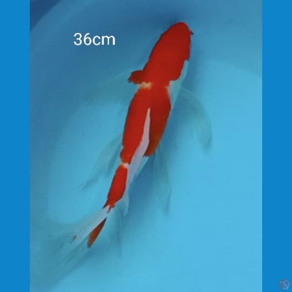 Kumpay kohaku 36cm