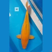 karashi corn 