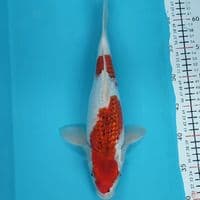 Aigoromo ginrin 33cm male