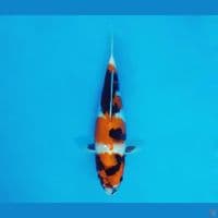 MAGOI 9 - Showa Evo 30 cm/fm ®