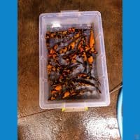 Paket 30ekor hi utsuri 15-17cm grad A