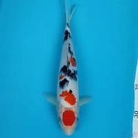 maruten shanke 25cm