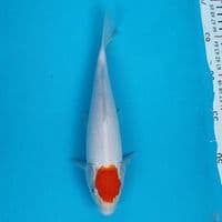 thanco kohaku 24cm