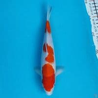 kohaku 25cm