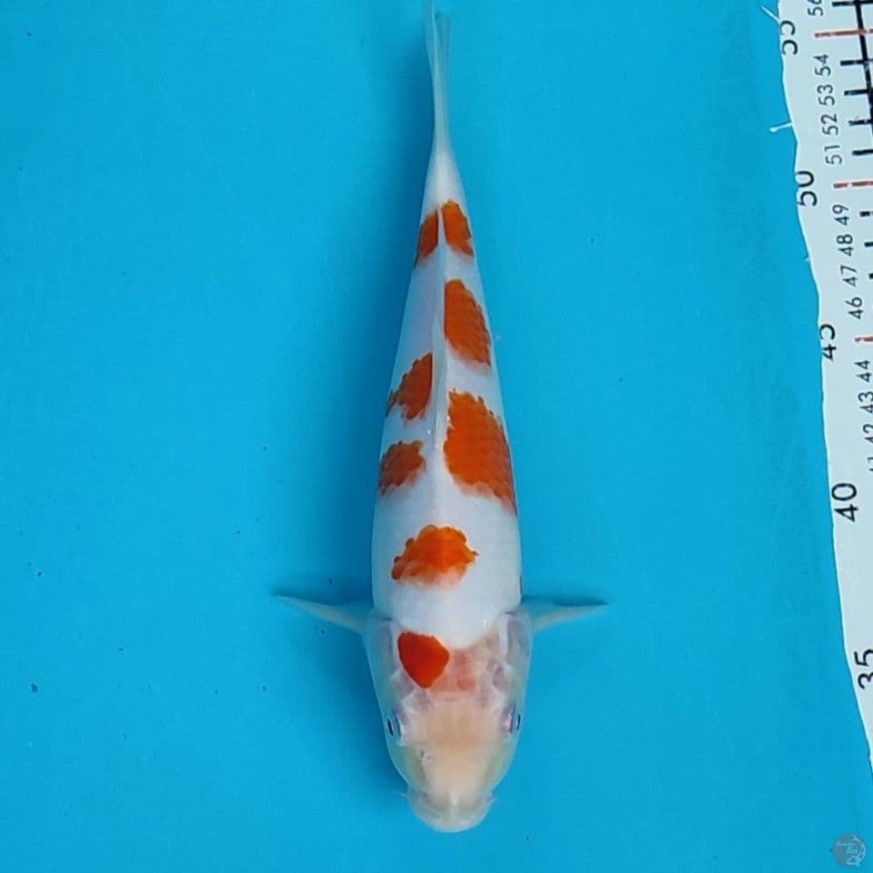 kohaku sakura 25cm