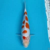 kohaku sakura 25cm