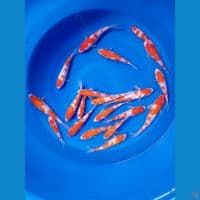 paket kohaku ginrin 20 ekor