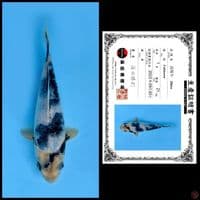 Shinoda Shiro 21cm 