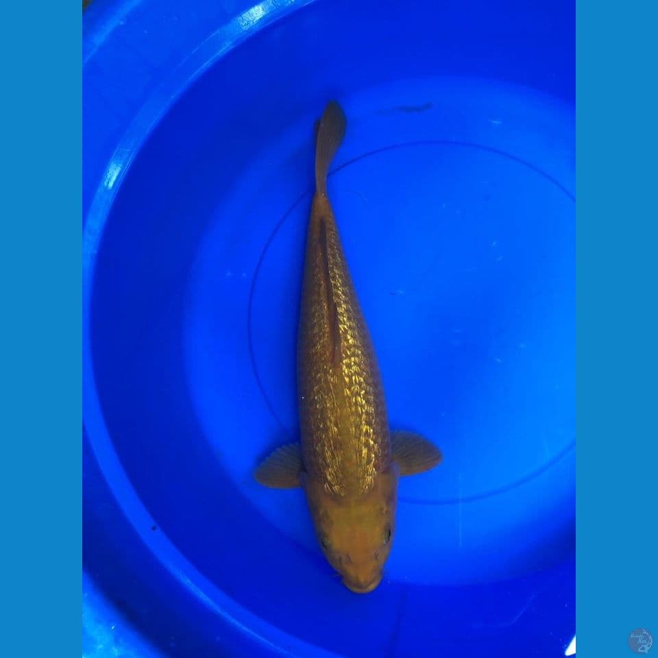 karamel 44cm