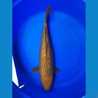 karamel 45cm