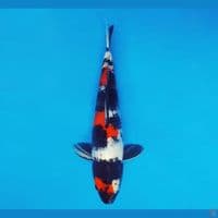 YORI 9 - Showa Sansoku 35 cm/fm ®