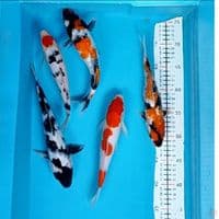 mix 5ekor 23-27cm