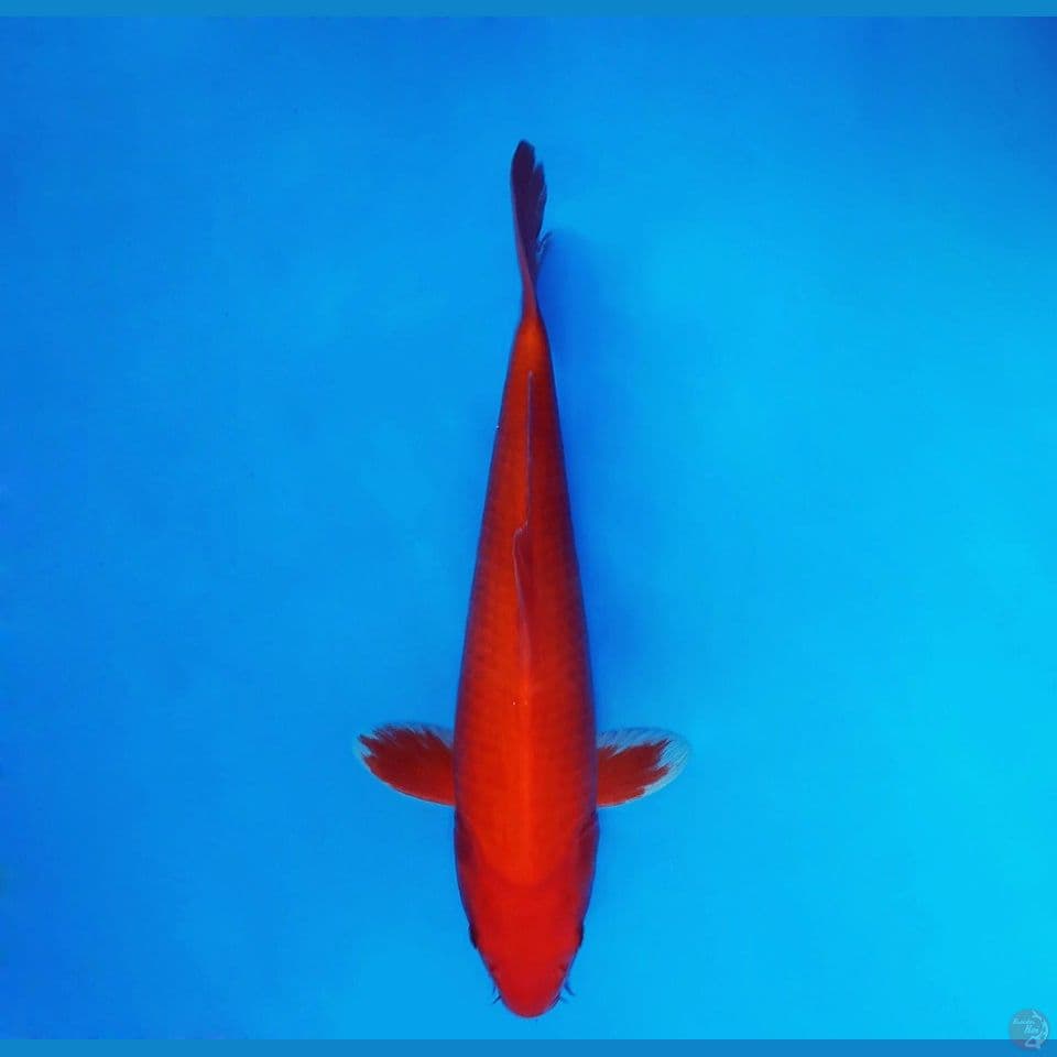 KENZEI 2 ~ Benigoi Strong, Beni Tembus Perut 29 cm/male ™
