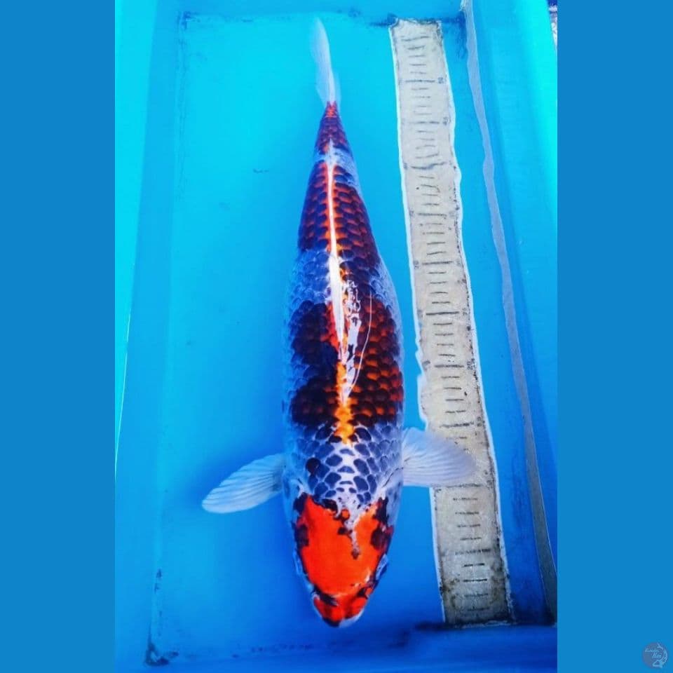 55bu benigingga jumbo