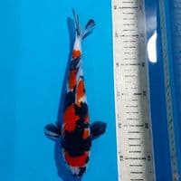 SHOWA 26 CM