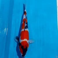 SHOWA 27 CM
