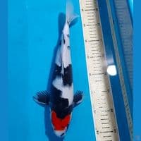 TANCHO SHOWA 31 CM