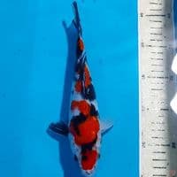 Sanke 24 cm 