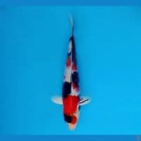 ARAYA 3 - Showa Evolution 27 cm/fm ®