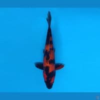 ARAYA 8 - Hi Utsuri 25 cm/male ®