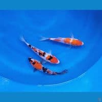 mix 3 ekor 20cm
