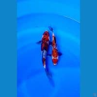 beny matsukawabake 