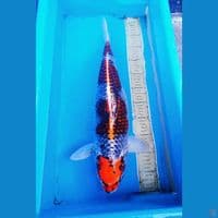 Benigingga 55bu