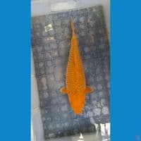 Karamel bulky 35cm SQ