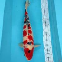 shanke 50cm Male