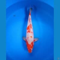 sabikoyo 38cm jantan 