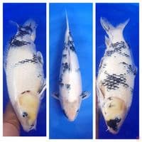 indukan shiro F1 55cm original KWALITAS JOOSSS 