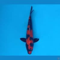 FURY 2 - Hi Utsuri 26 cm/fm ®