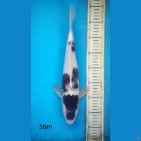 Budo goromo, 36cm male
