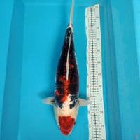 maruten beni komonriyu 50cm/gendong telor
