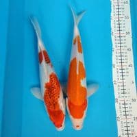 kohaku, aigoromoginrin 32cm male