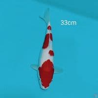 KOHAKU 33CM