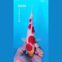 ORIGINAL KOHAKU 23CM JANTAN