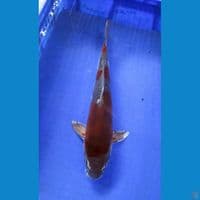 ochiba doitsu shigure ±33cm