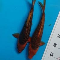 DUO KARAMEL 30 CM