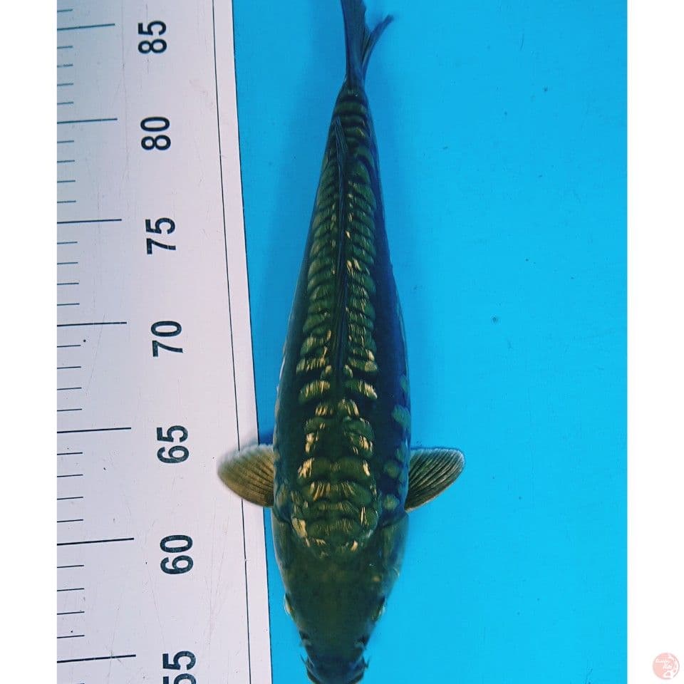 GINRIN ARAGOKE 32 CM