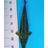 GINRIN ARAGOKE 32 CM