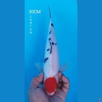 TANCHO SANKE 30CM JANTAN