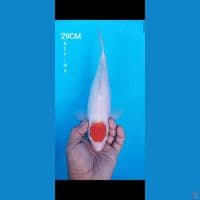 TANCHO KOHAKU 29CM