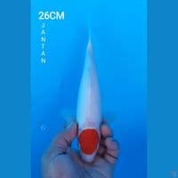 TANCHO KOHAKU 26CM JANTAN