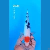 TANCHO SANKE 25CM JANTAN