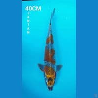 KOGANE OCHIBA 40CM JANTAN