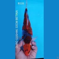 QURO GOSHIKI 32CM