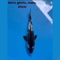 Shiro ginrin mantap