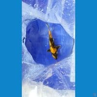 Hikari Utsurimono 