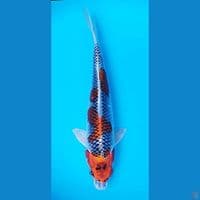 KUJAKU 42CM